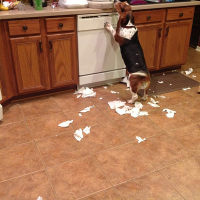 Dog making mess in ktichen