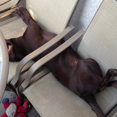 Dog stuck in chair