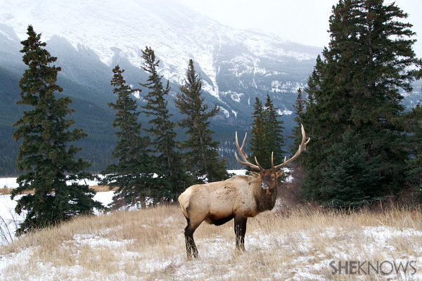 Jasper National Park