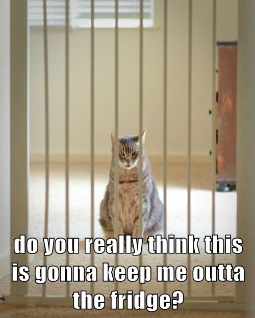 LOL Cats: Life is too short to diet