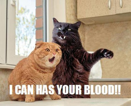 LOL Cats: Fight for what you believe in