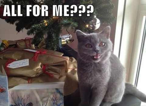 LOL Cats: The greedy are never satisfied