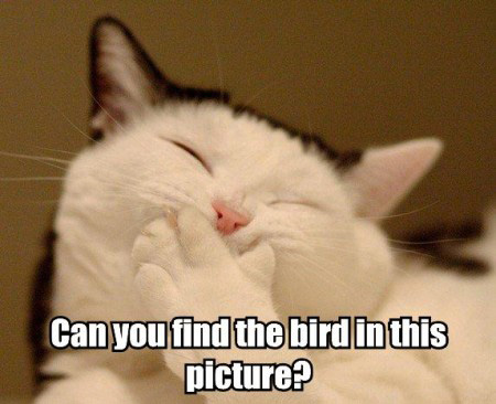 LOL Cats: Don't apologize for who you are