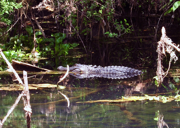 Hillsborough River State Park