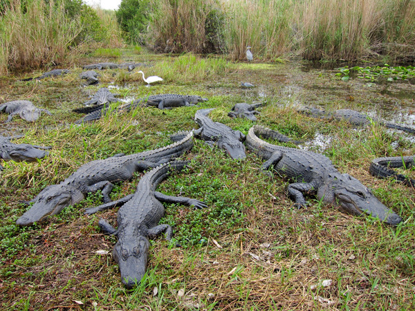 Everglades National Park