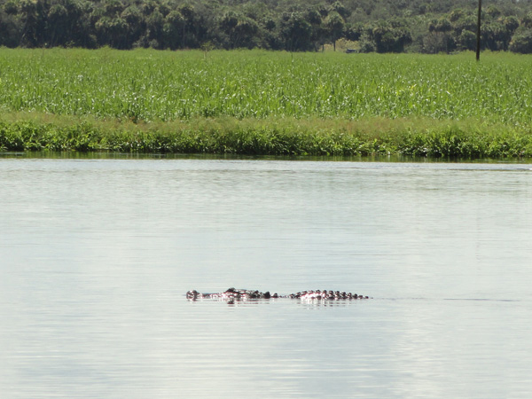 Myakka River State Park