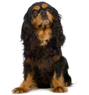 Meet the breed: English Toy Spaniel