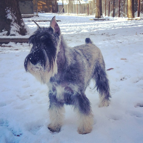 10 New nonallergenic dog breeds