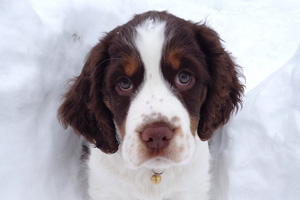 Puppy bowl center