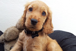 Puppy bowl cornerback