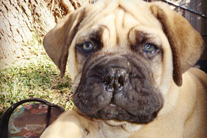 Puppy bowl defensive end