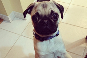 Puppy bowl defensive tackle