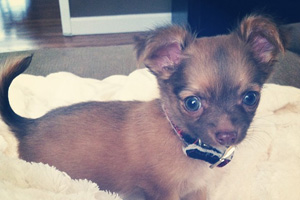 Puppy bowl kicker
