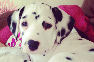 Puppy bowl offensive tackle