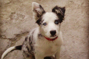 Puppy bowl quaterback