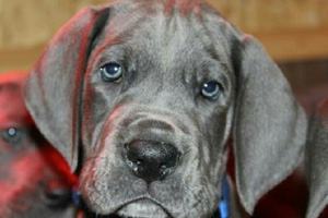 Puppy bowl running back