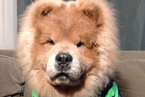 Puppy bowl safety