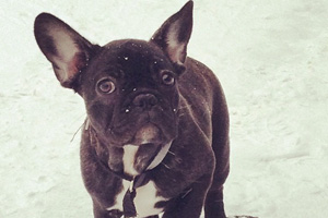 Puppy bowl tight end