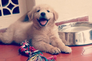 Puppy bowl wide receiver