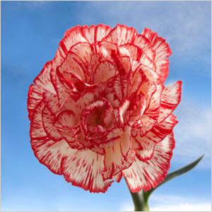 Carnations