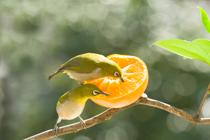 Birds eating orange | Sheknows.com