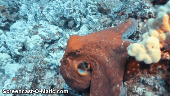 octopus turns inside out