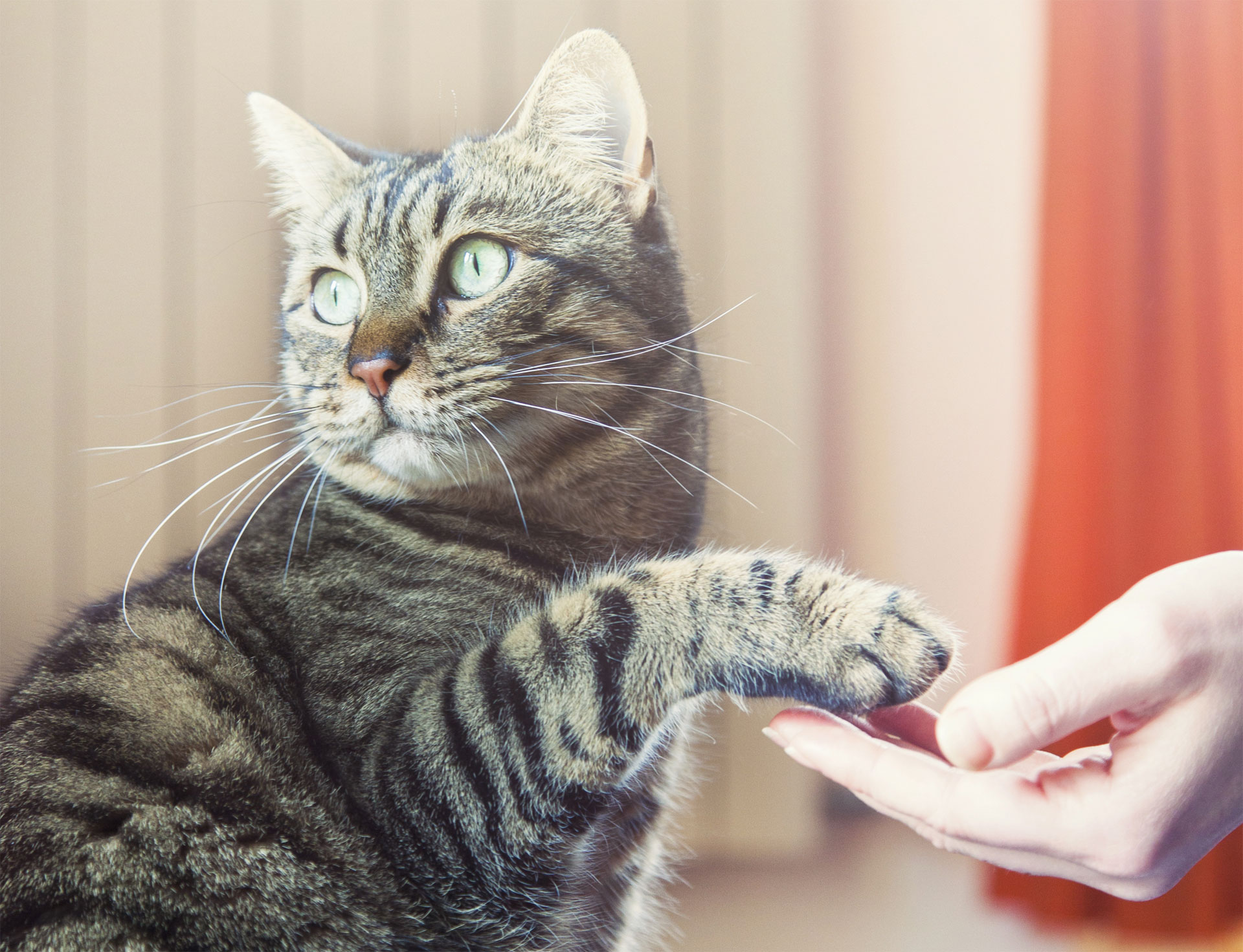 What every owner should train their cat to do