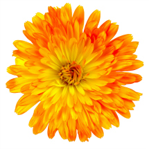 Edible flowers- Calendula