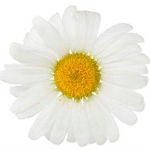 Edible flowers- Chamomile