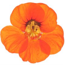 Edible flowers- Nasturtiums