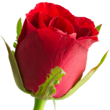 Edible flowers- Roses