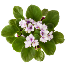 Edible flowers- Violets