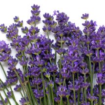 Edible flowers- Lavender