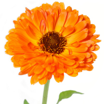 Edible flowers- Marigolds