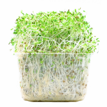 uncooked alfalfa sprouts