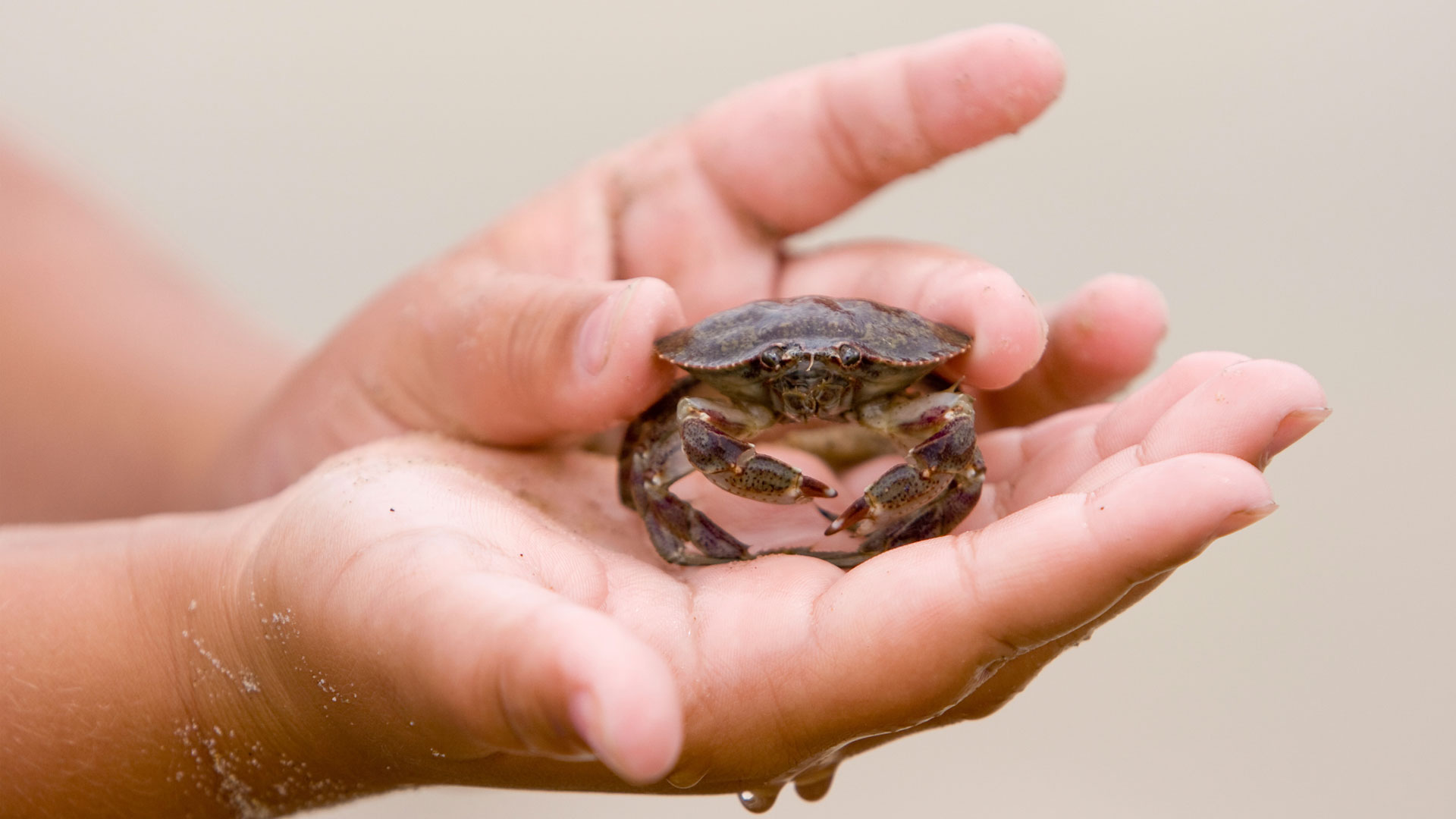 6 Aquatic pets that aren’t fish