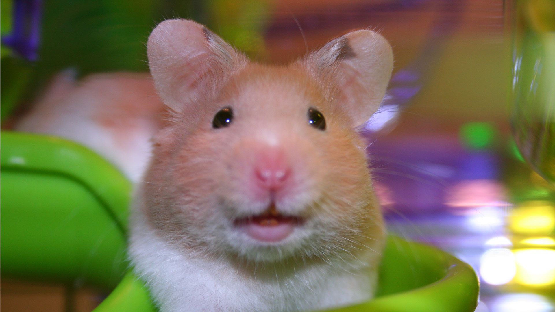 happy nutmeg hamster