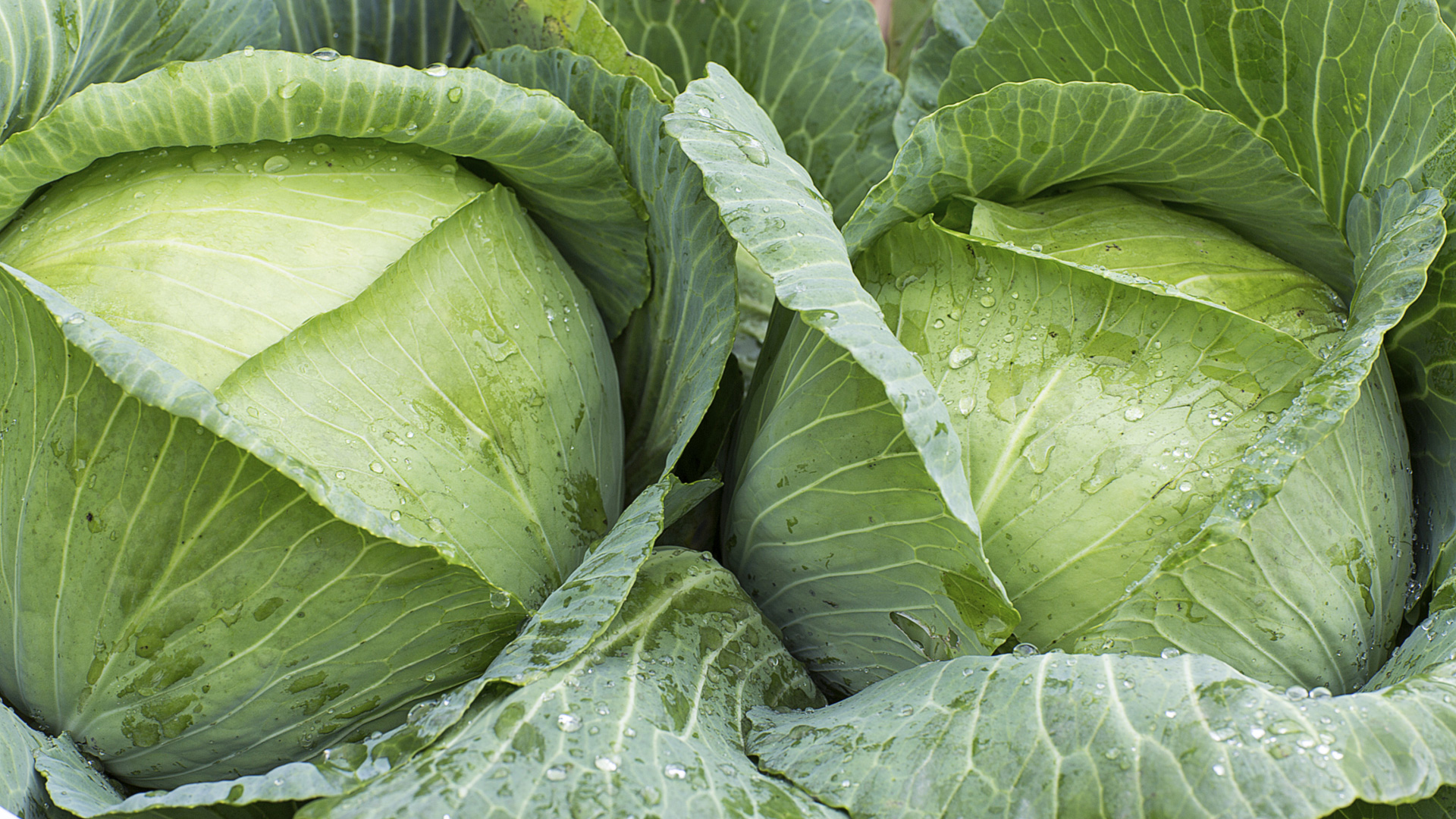 Cabbage