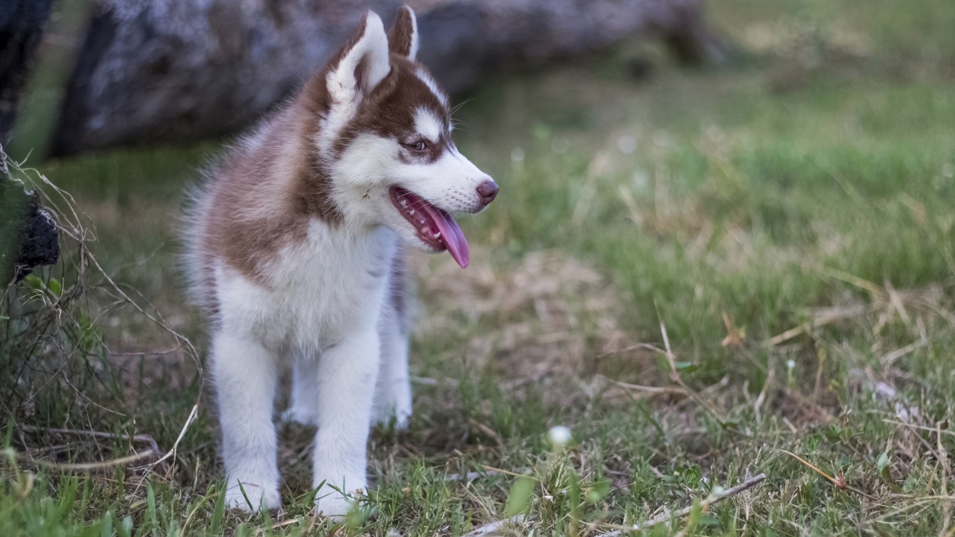 9 Animals you didn't realize had miniature versions