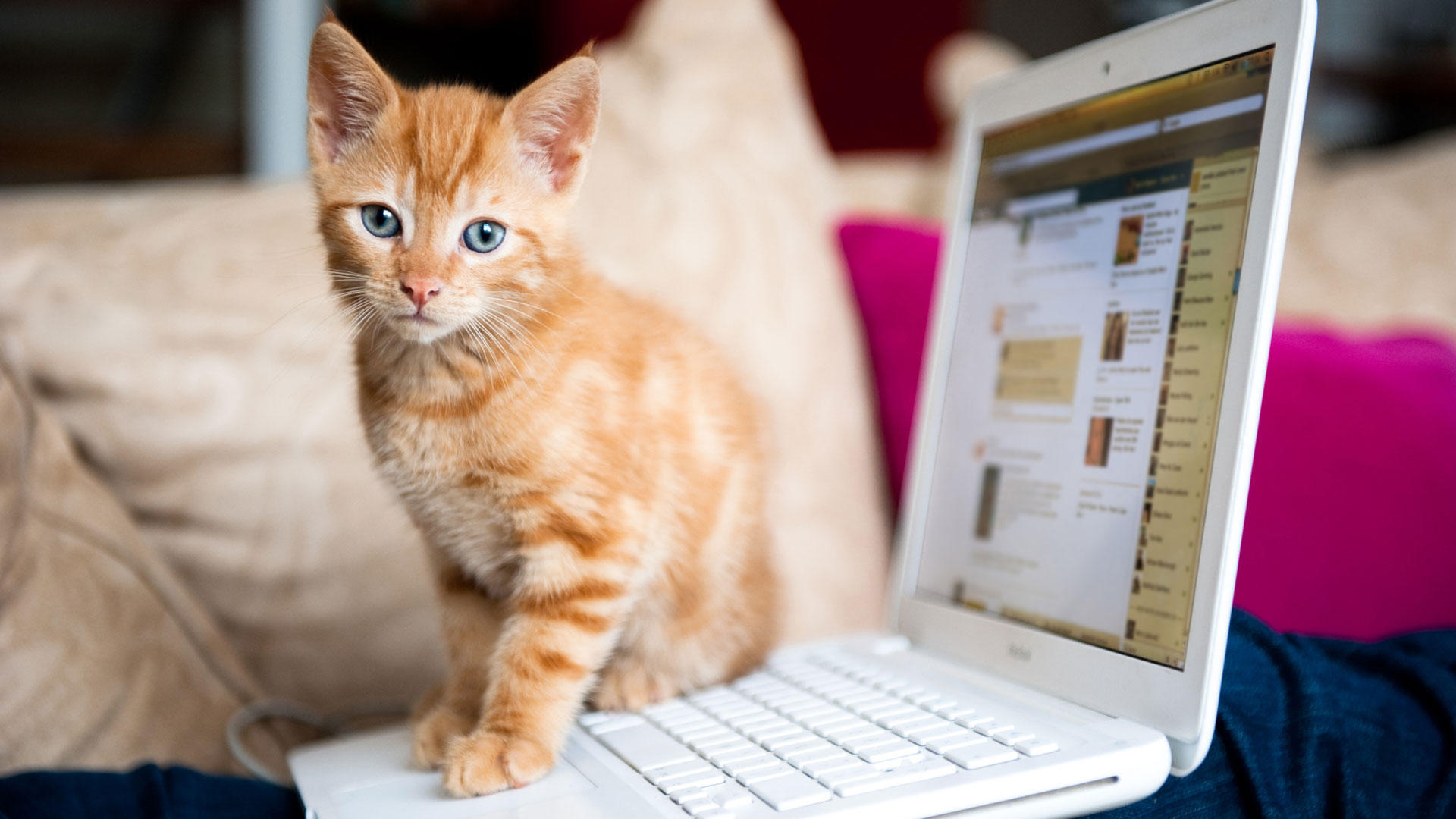 Social media kitty