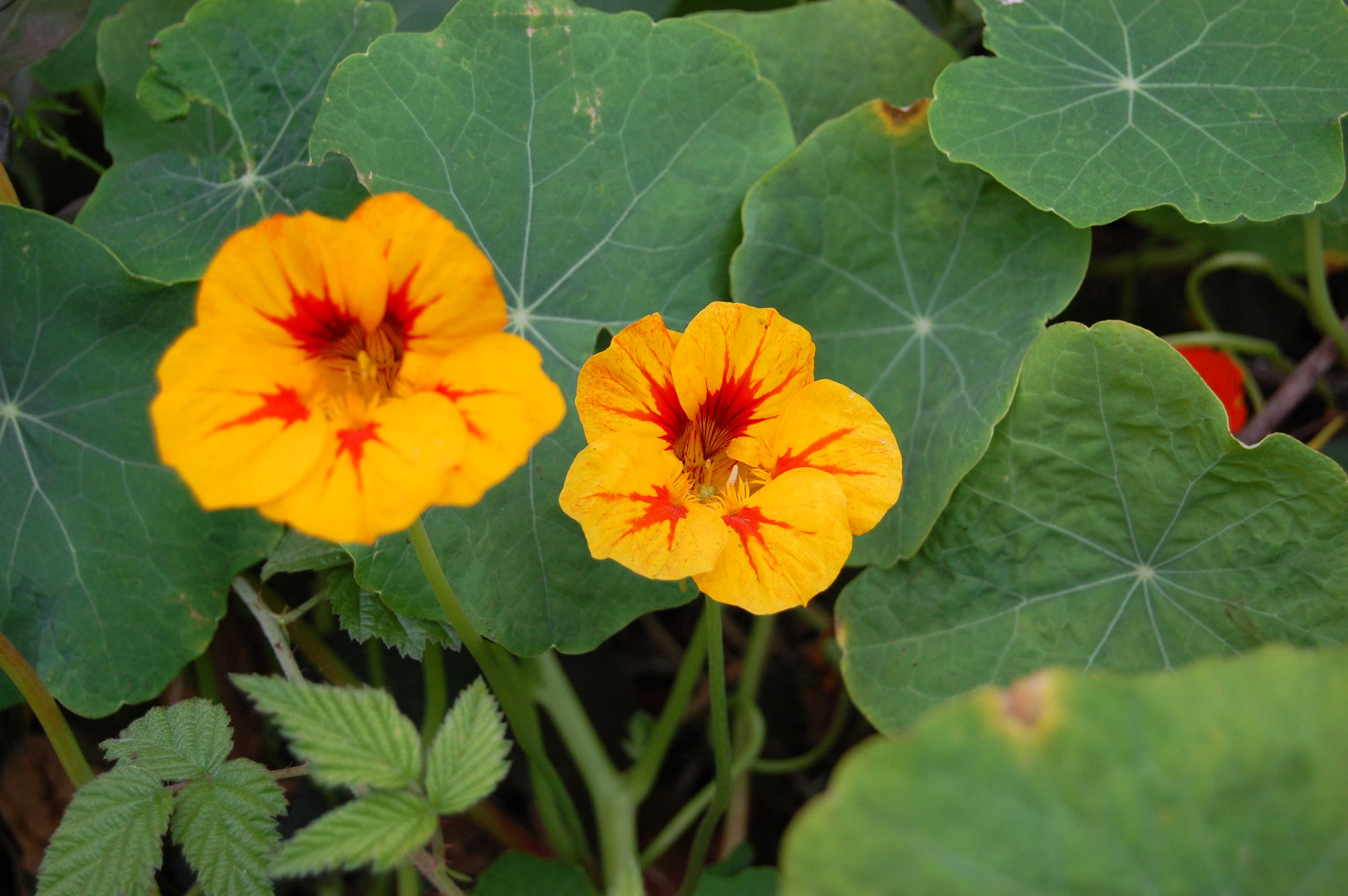 Kid's plants- Nasturtiums