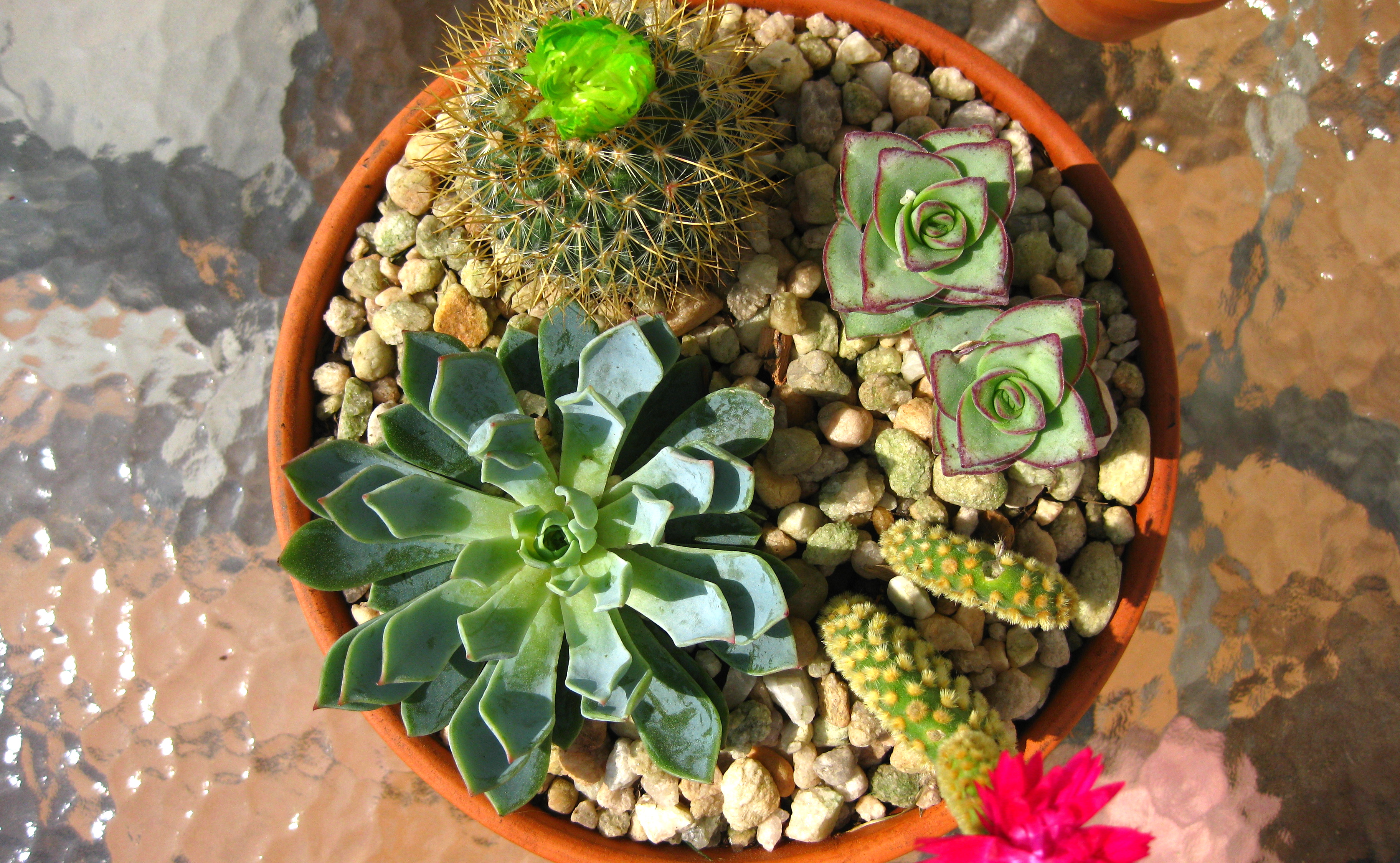 Kid's plants- Succulents