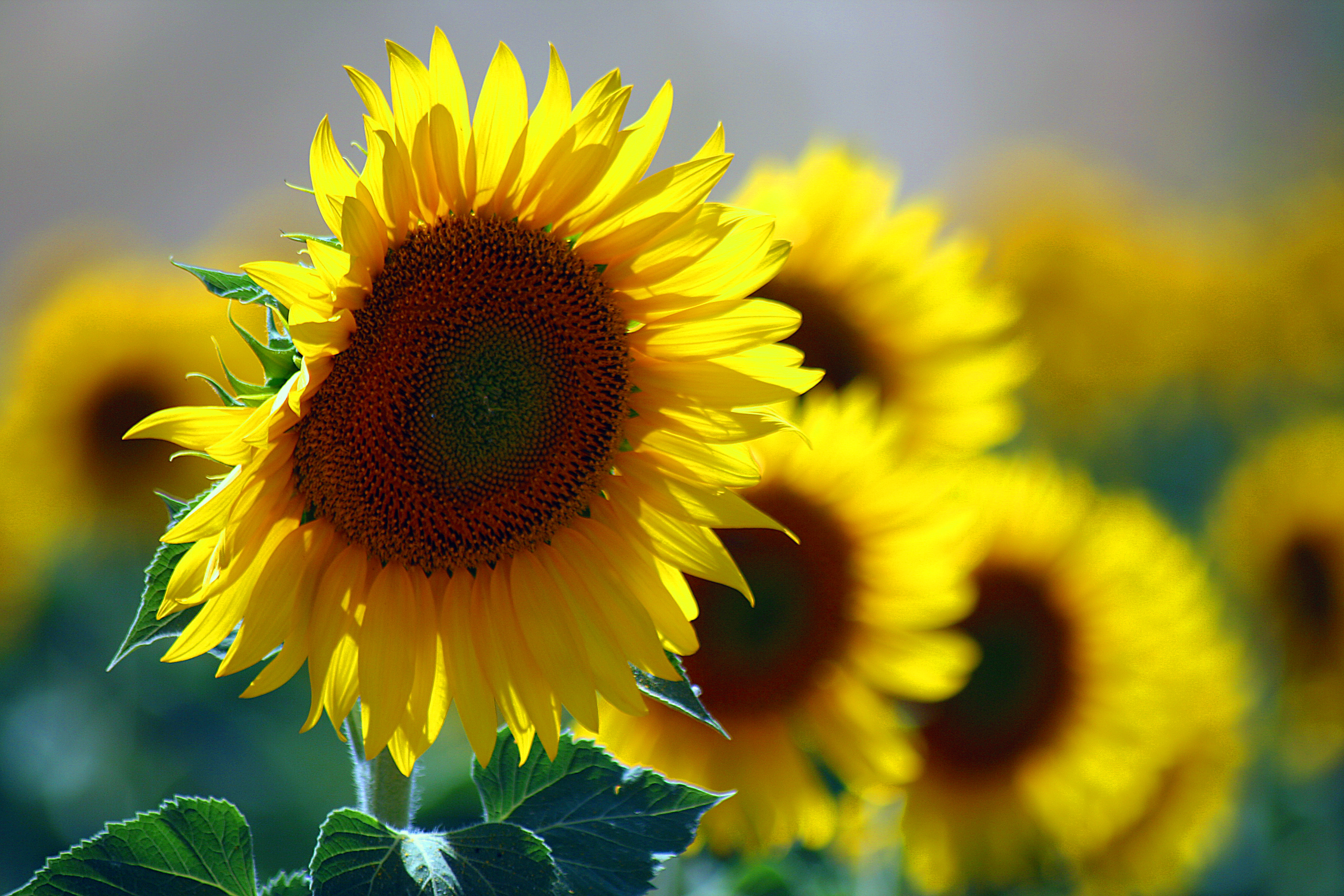 Kid plants- Sunflowers