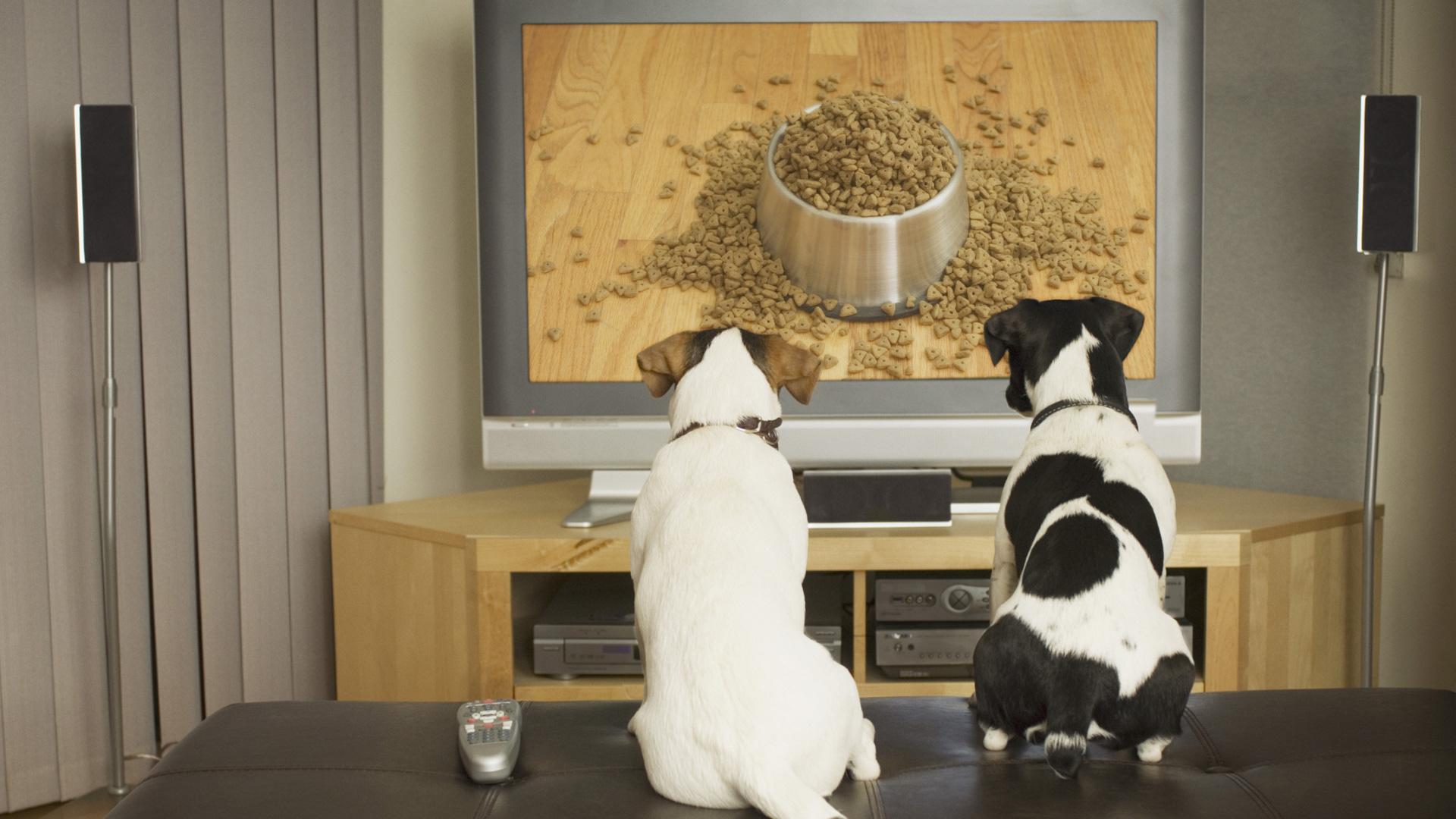 Does DOGTV actually relieve separation anxiety in dogs?