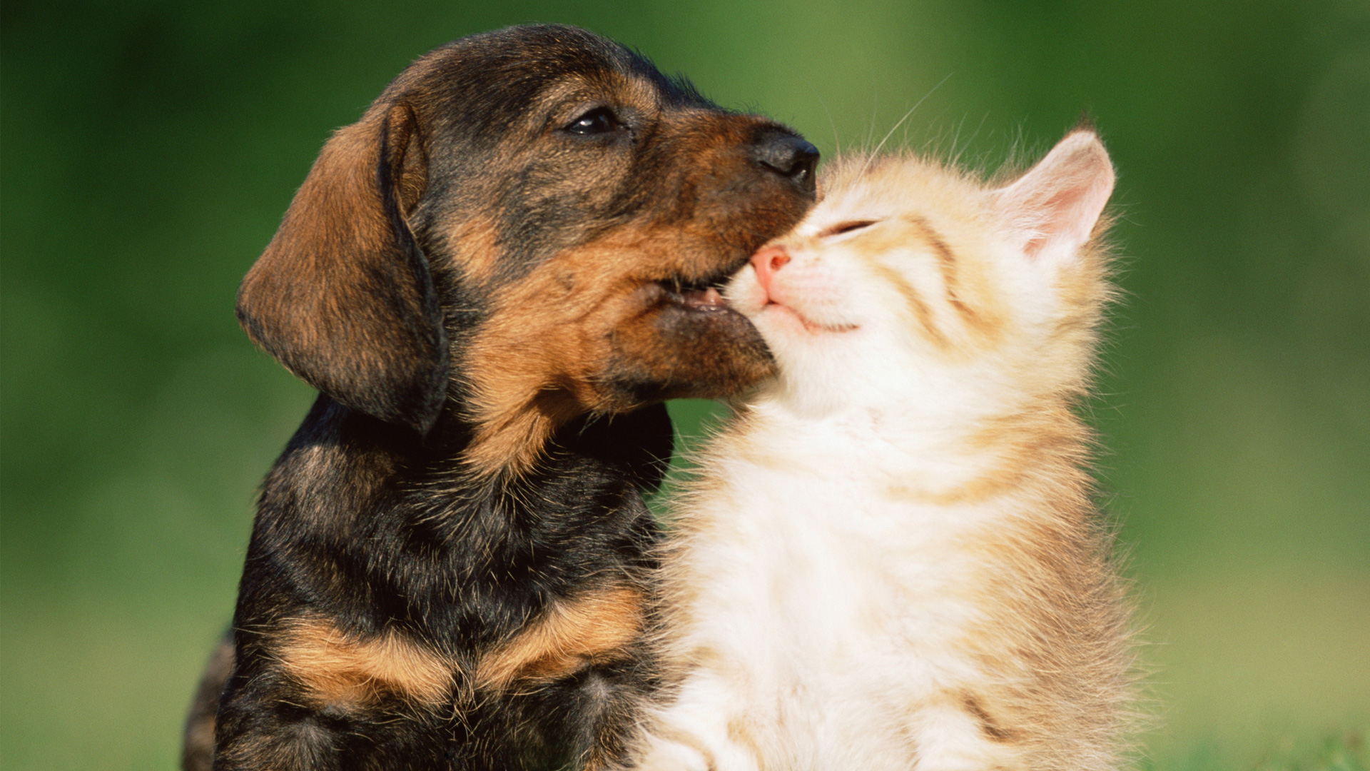 Puppies vs. kittens: Who will win the cute contest?