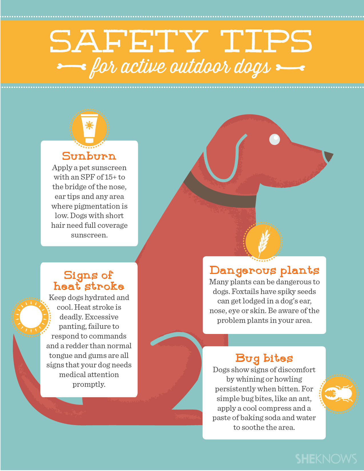 5 Tips To Keep Your Active Outdoor Dog Safe This Summer