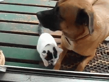 dog attacked by kitten