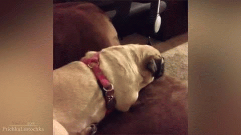 dog side eye