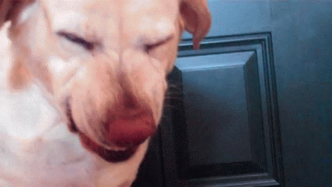 sad dog