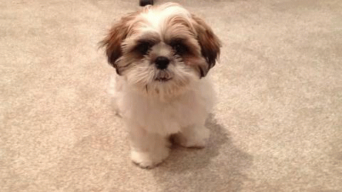 dog with tongue out